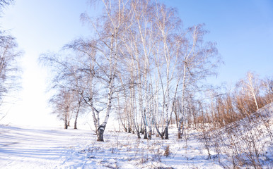 birch in winter forest