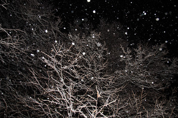Winter tree's branches covered snow texture on black background. Snowfall at night, snowflakes