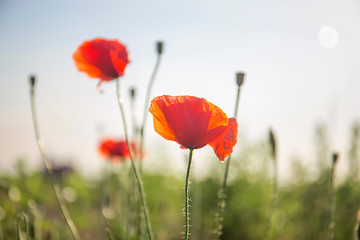Naklejka premium Red poppy closeup on a field of green grass in early spring