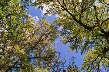 High tops of spring trees against the blue sky and clouds, view of up