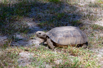 Fototapeta premium Gopher Tortoise