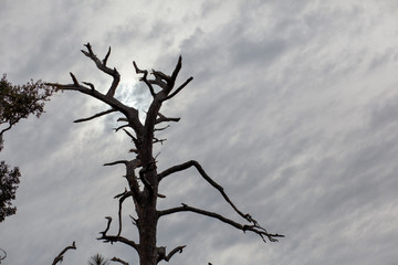 dead tree