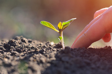 Young plant growing in garden with sunlight. Earth day concept