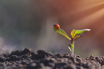 Ladybug on young plant growing in garden with sunlight. Earth day concept