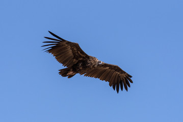 Cinereous vulture. The bird is flying and looking for prey. Chyornye Zemli (Black Lands) Nature Reserve, Kalmykia region, Russia.