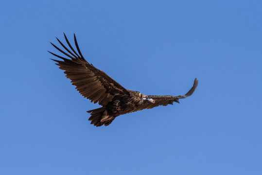 Cinereous vulture. The bird is flying and looking for prey. Chyornye Zemli (Black Lands) Nature Reserve, Kalmykia region, Russia.