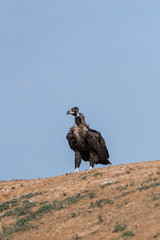 Cinereous vulture. Chyornye Zemli (Black Lands) Nature Reserve, Kalmykia region, Russia.