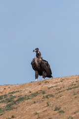 Cinereous vulture. Chyornye Zemli (Black Lands) Nature Reserve, Kalmykia region, Russia.