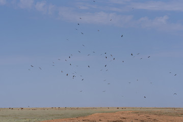 Cinereous vulture. A flock of birds flying in the air and looking out for prey. Chyornye Zemli (Black Lands) Nature Reserve, Kalmykia region, Russia.