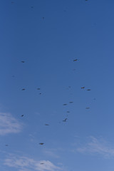 Cinereous vulture. A flock of birds flying in the air and looking out for prey. Chyornye Zemli (Black Lands) Nature Reserve, Kalmykia region, Russia.
