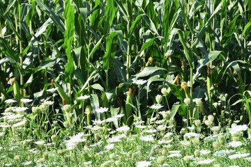 Corn and Wildflowers