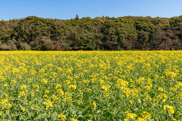 Fototapeta premium [長崎県]展海峰の菜の花畑