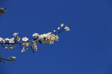 Kirschblüten und blauer Himmel