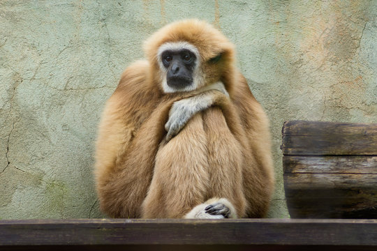 Sad gibbon