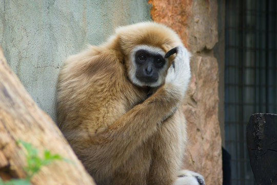 Gibbon thought