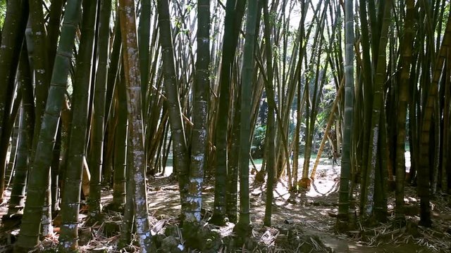 Bamboo green alley in Royal Botanic King Gardens. Peradeniya. Kandy. Sri Lanka.