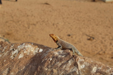 Lizard in the desert of Abrak village in Shalatin in Egypt