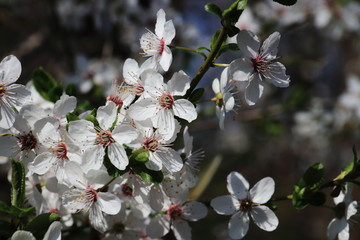 Kirschblüten im Frühjahr