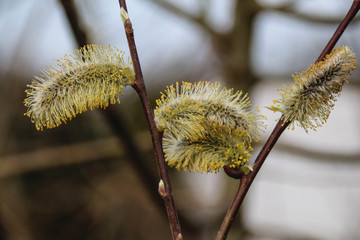 Weidenkätzchen einer Salweide