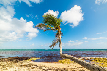 Palm tree in Autre Board in Guadeloupe