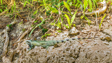 Iguana on a rock in Guadeloupe