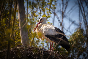 White stork sitting on the nest on the tree at springtime