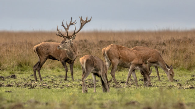 Buck deer guarding hinds