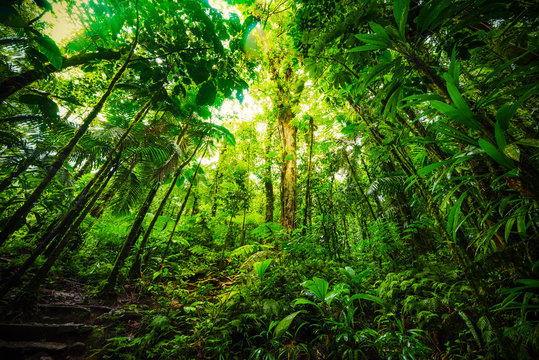 Tall plants in Basse Terre jungle in Guadeloupe