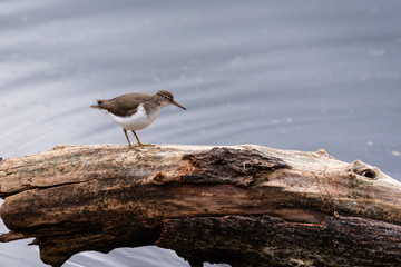 Spotted sandpiper standing on log in water.