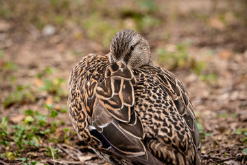 Close up of female mallard duck with bill under wing.