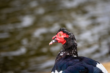 Muscovoy duck with blurred water in the background.