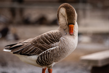 Greylag goose preenining it's feathers.