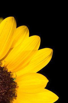 quarter slice of sunflower