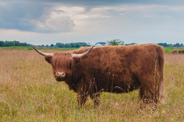 Highland cattle bull on greenfield stormy clouds behind