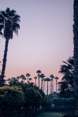 Tall palm trees at sunrise in Marrakech.