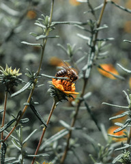 Bee extracting nectar from a yellow daisy