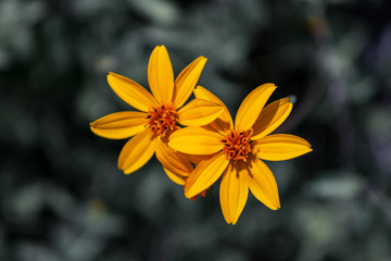 Two tiny yellow daisy's
