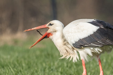 storch mit wurm