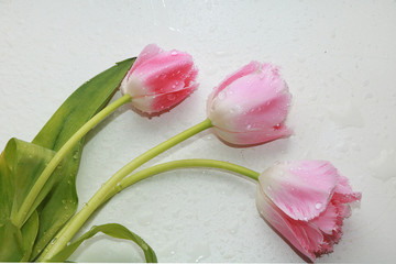 Flower with drops on a white background, beautiful tulip with drops after the rain, the arrival of spring