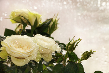 Spring flowers on a blurred light bokeh background, drops on flower buds create a wonderful mood;