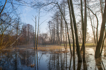 wczesna wiosna na bagnach, 