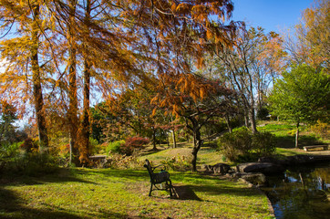 秋・紅葉する針葉樹のある風景
