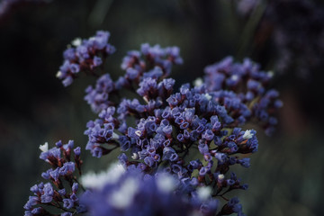 Violet Flowers in the Jardin Majorelle