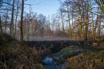 Tama zbudowana przez bobry © Piotr Szpakowski