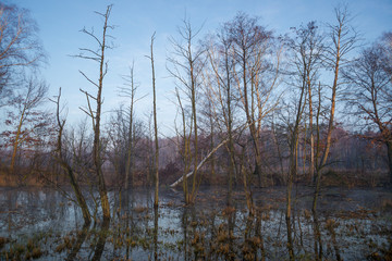 wczesna wiosna na bagnach, 