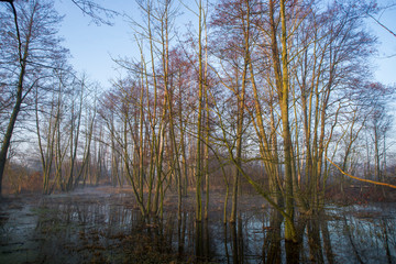 wczesna wiosna na bagnach, 