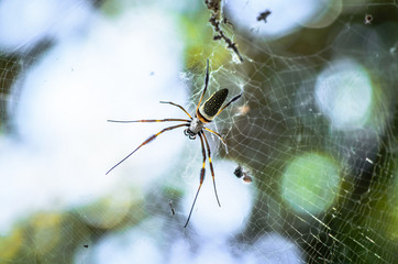 Araña de Seda Dorada