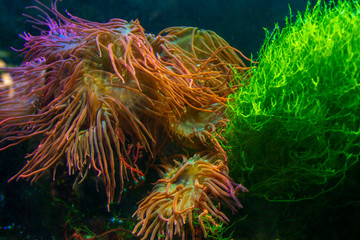 Algae of different colors on the stones in the water.