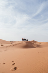 Obraz na płótnie Canvas a caravan of camels in the sahara desert in africa