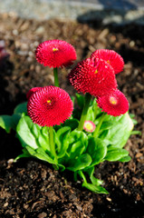 Bellis © Petra Beerhalter